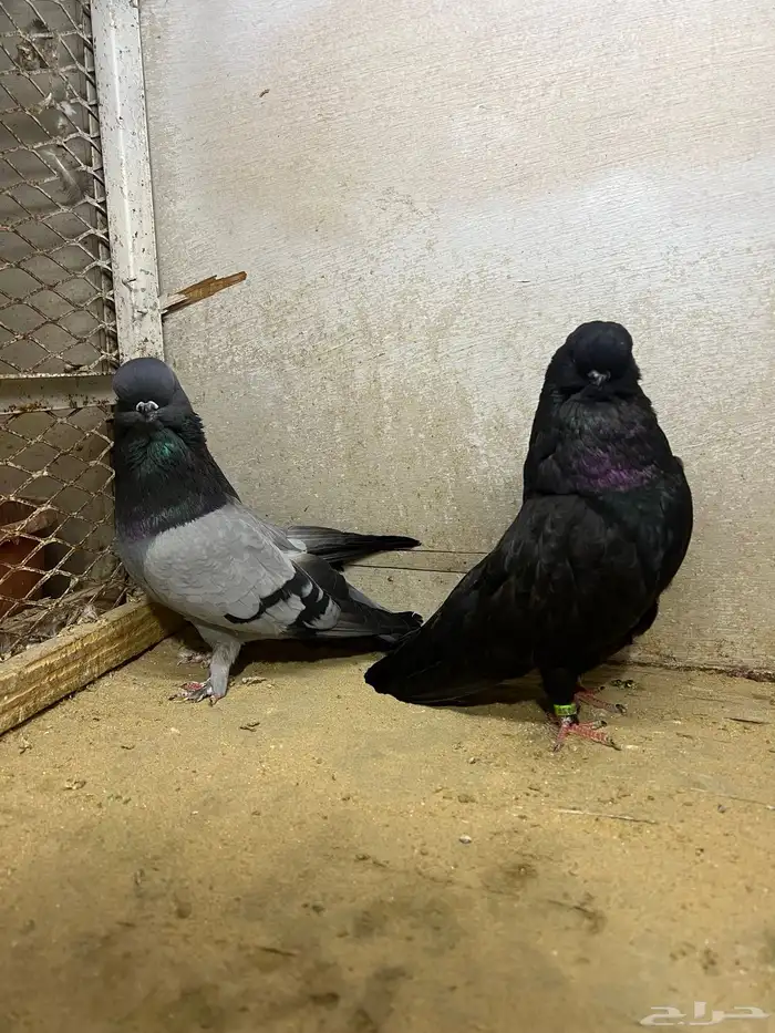 جوز لونق فيس 1