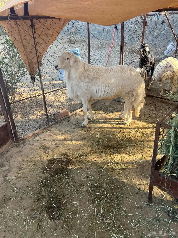 خروف فحل مشروط 0