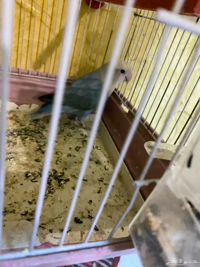 البيع روز على السوم 1