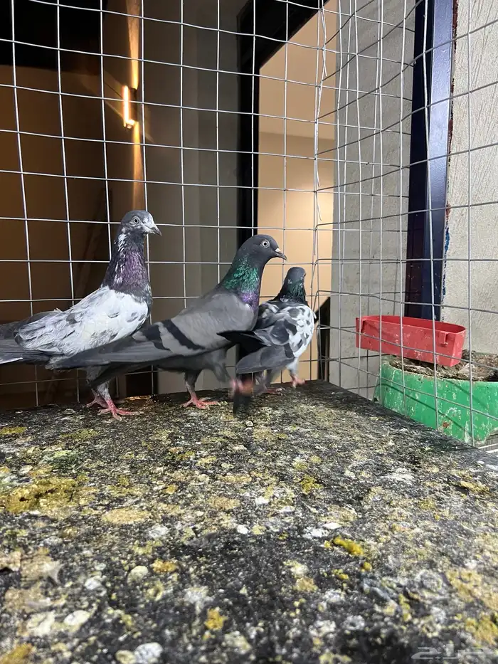 حمام باكستاني تيدي 3