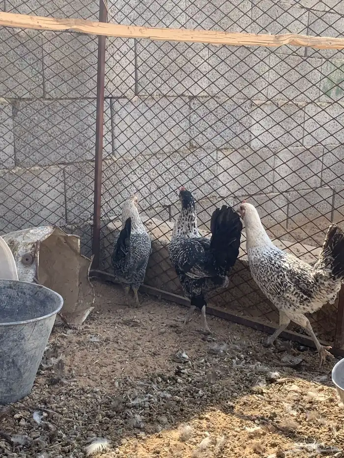 سلام عليكم عندي ثلاث داجاجات للبيع العمر تقريبا 7 الى 9 0