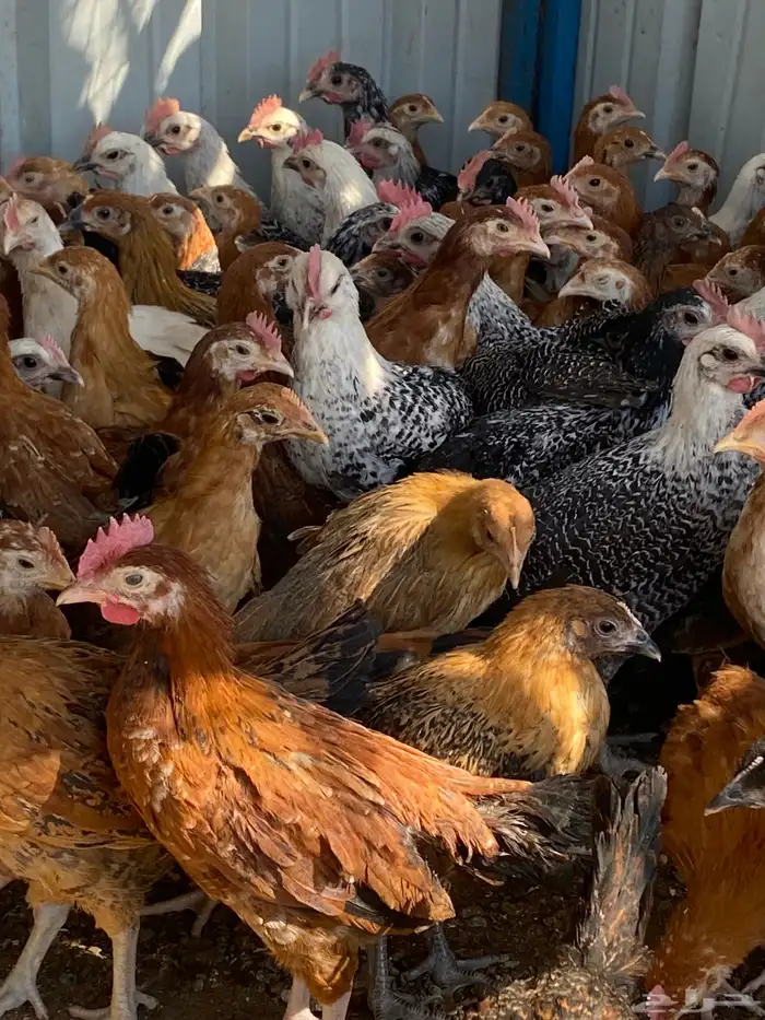 صوص بلدي فواتح 3