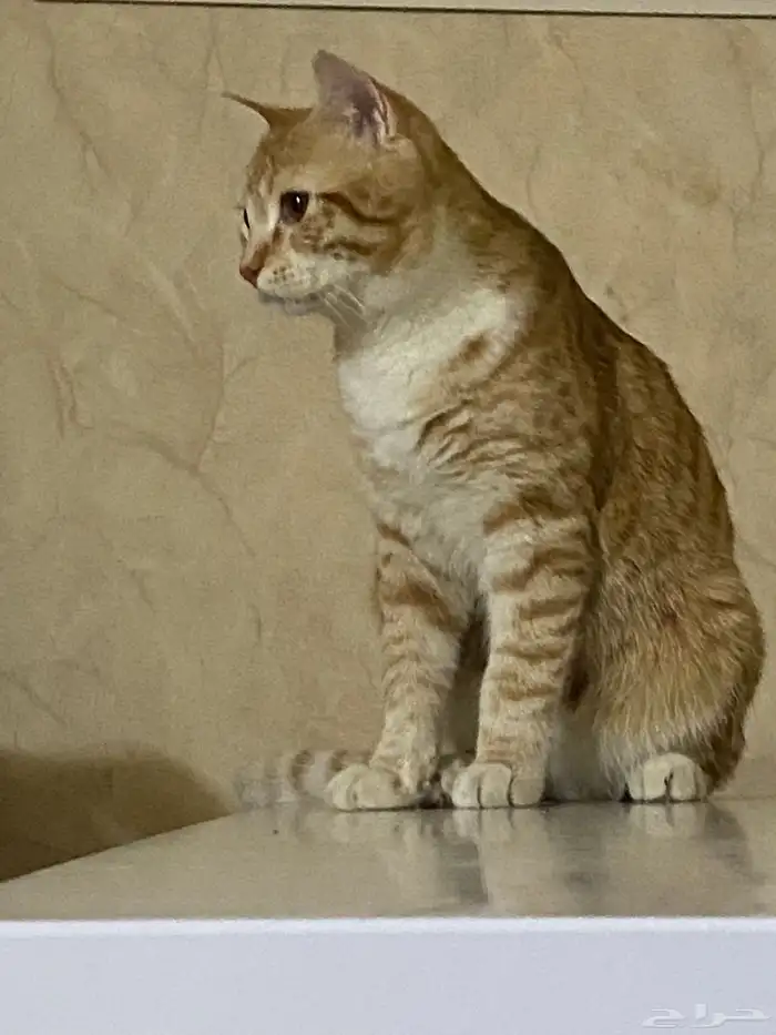 قطه ذكر جميل 2