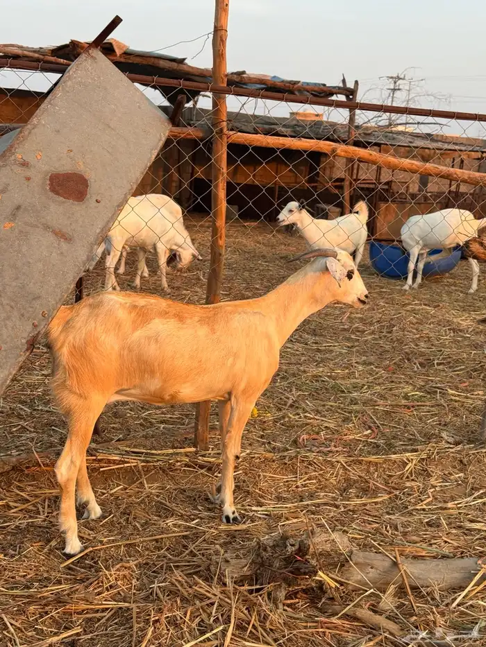 2 معزا دفاع مقاريب ( تم البيع ) 1