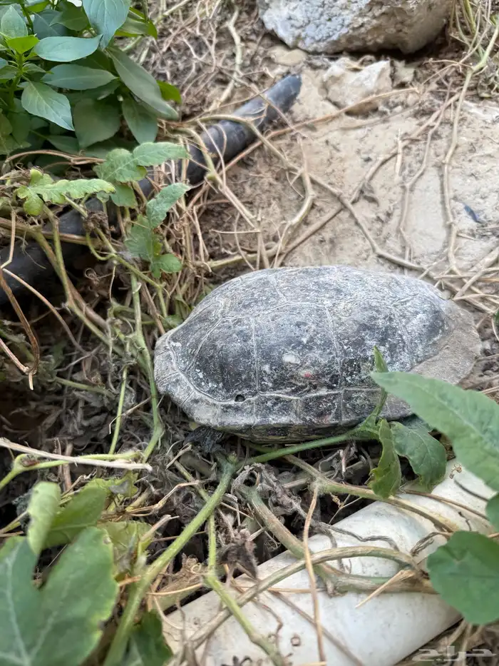 سلحفاه برمائيه كبيره عمرها تقريبا تسع سنوات انثى اضن 4