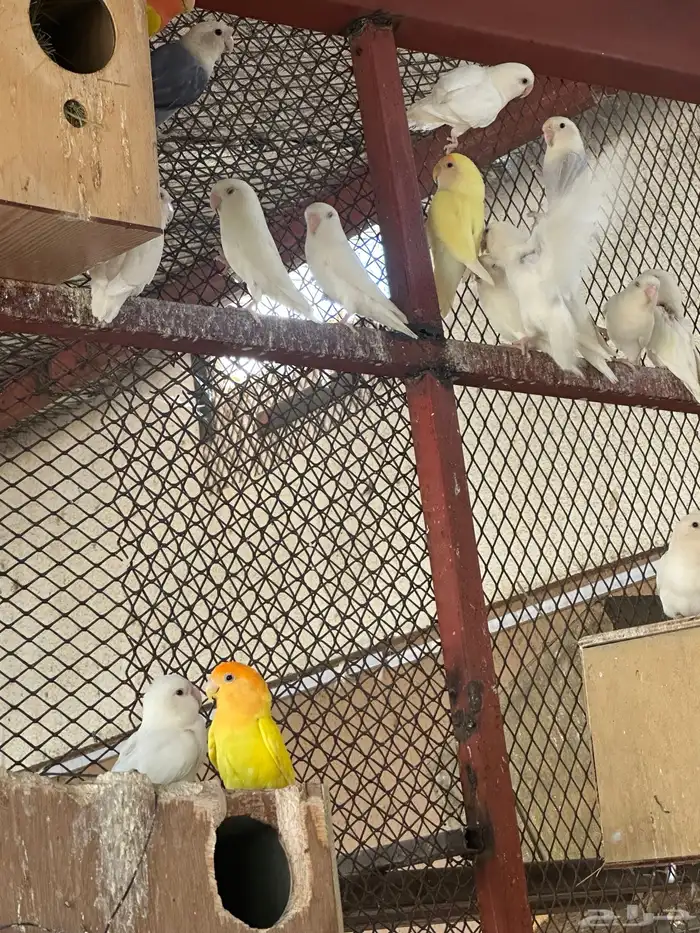 روز عيون حمر منتج 9