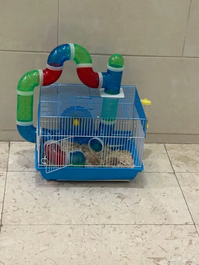 زوج همستر روسي منتج 0