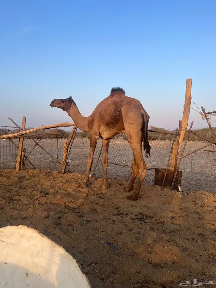 قعود فحل احمر طيب 1