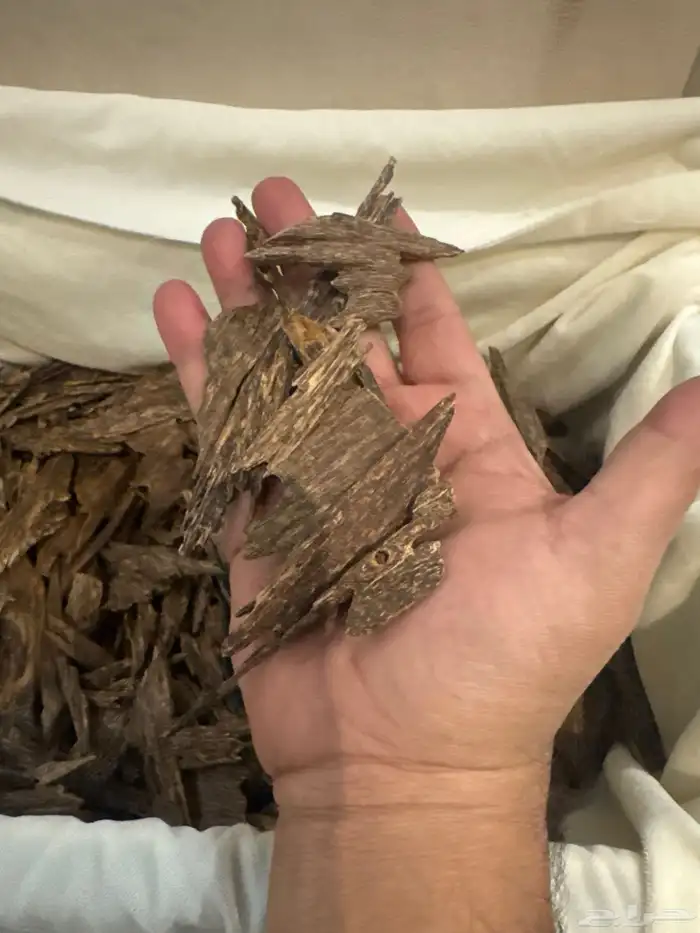 عود كاليمنتان بونتيانك طبيعي 100   100 2