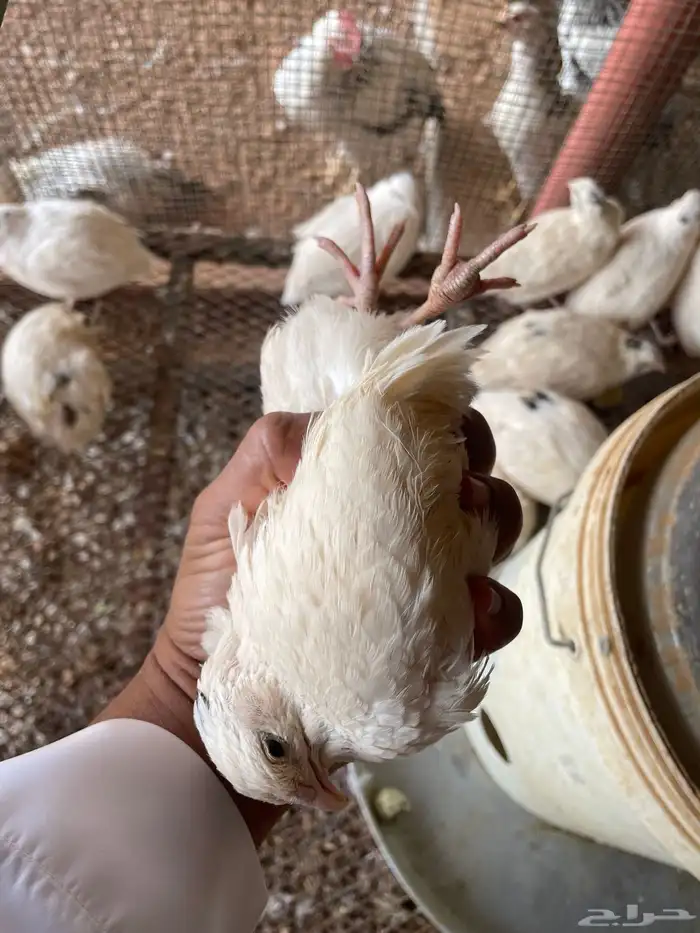 بيض سمان تكساس 2