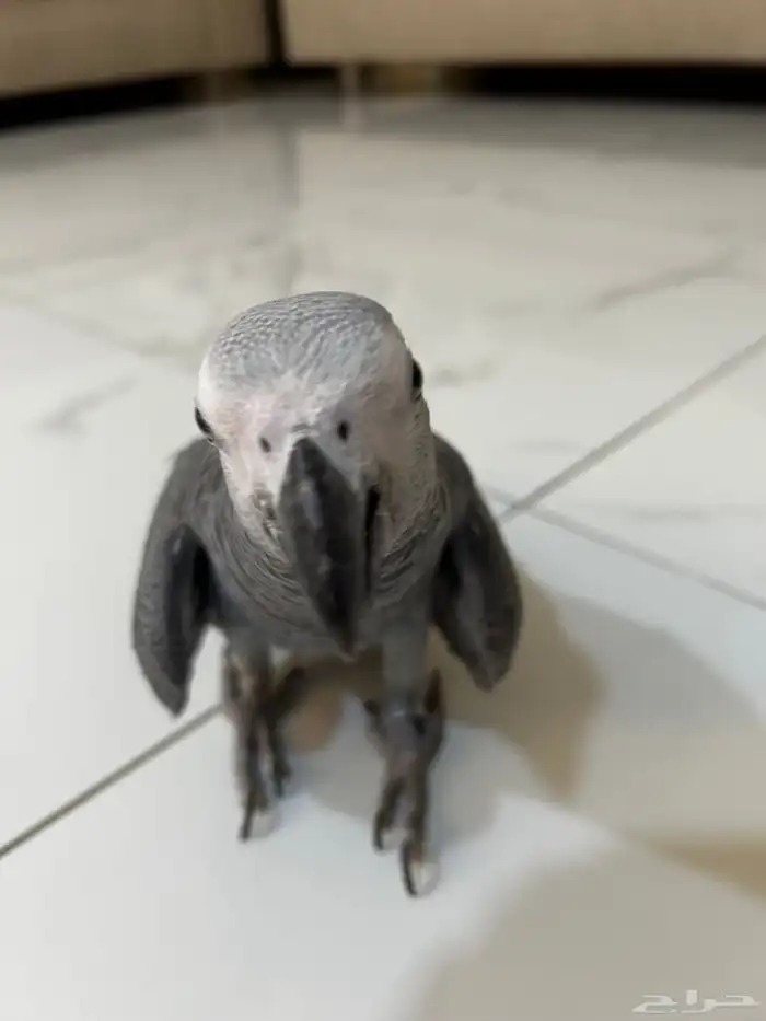 للبيع فرخ كاسكو 3