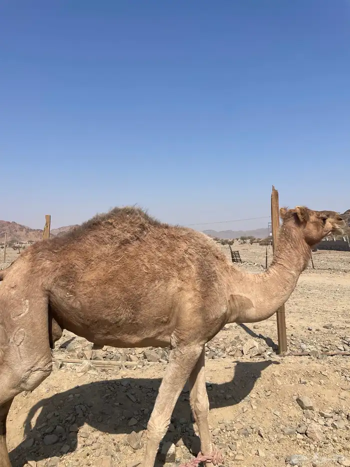 ناقه للبيع 1