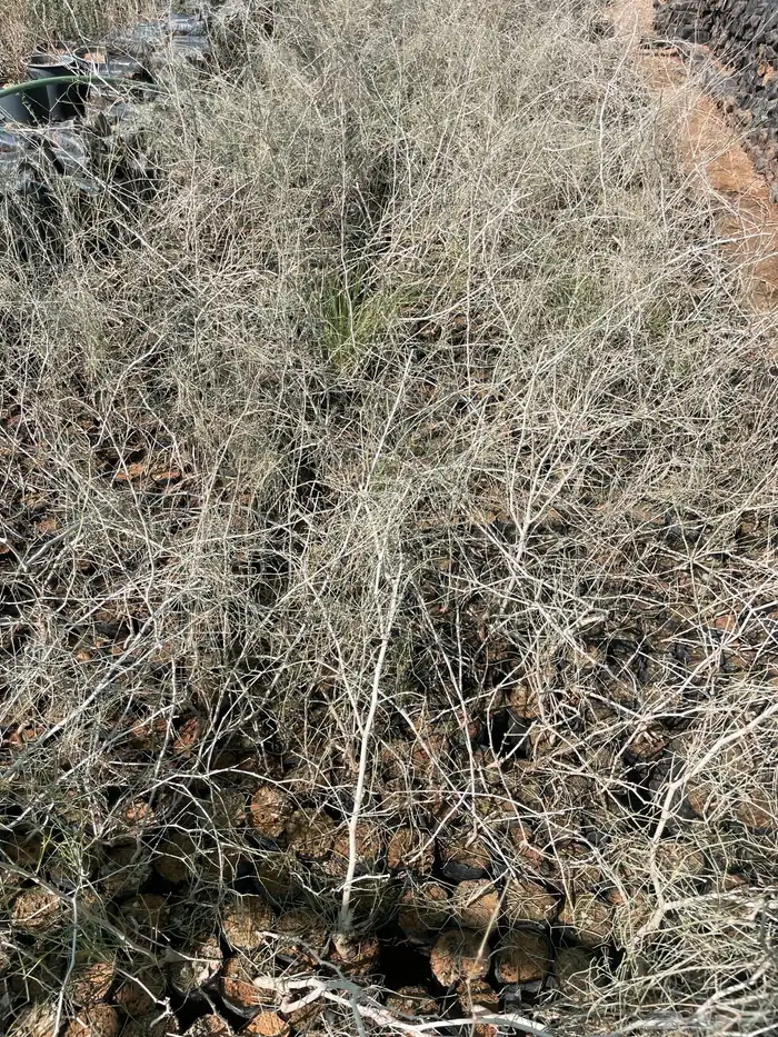 للبيع شتلات ارطى النفود 2