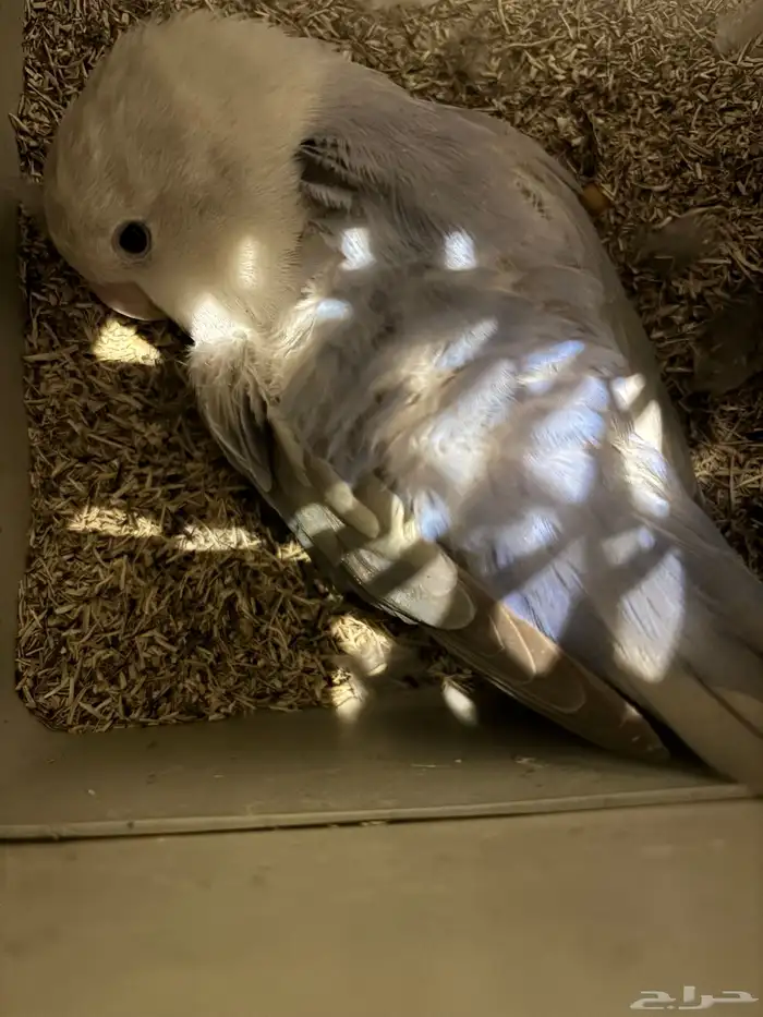 انثى روز تحتها 5 بيضات 2