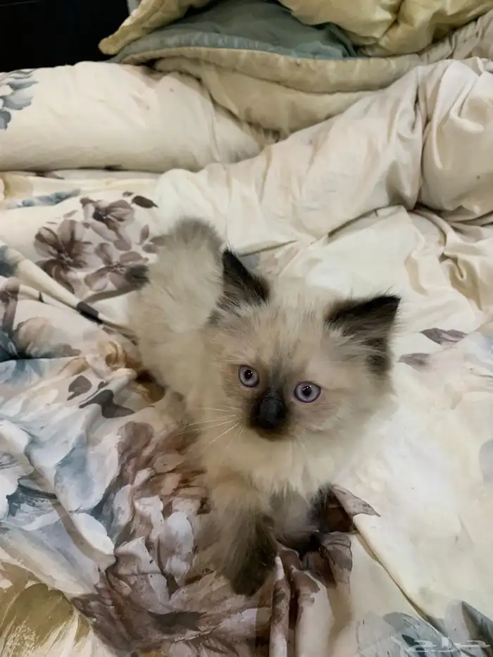 للبيع قطط كيتن 3