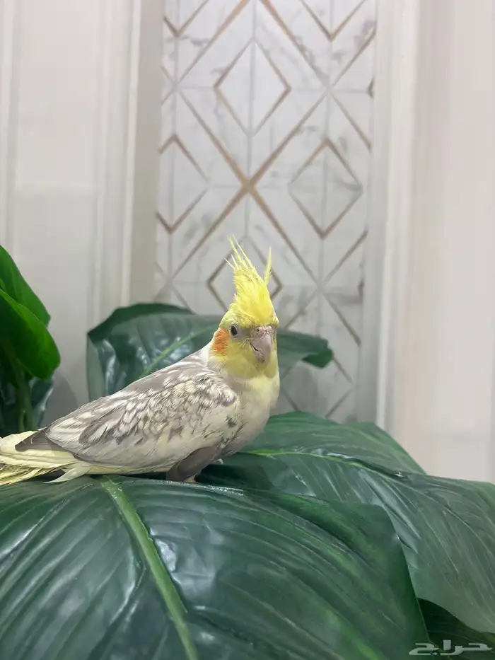 كروان للبيع 1