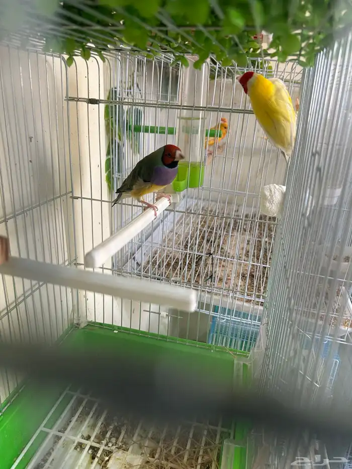 جوز قولدن فنيش 2