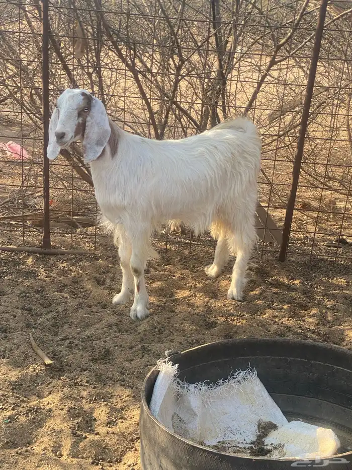 تيوس مخاصي 0