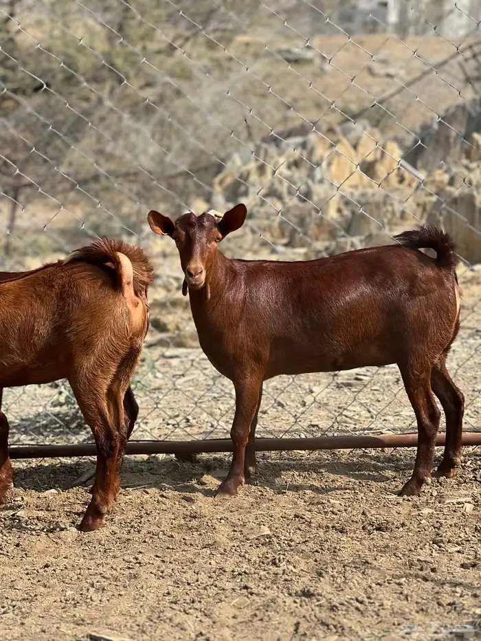 جفار دهم تأسيس مراح 2