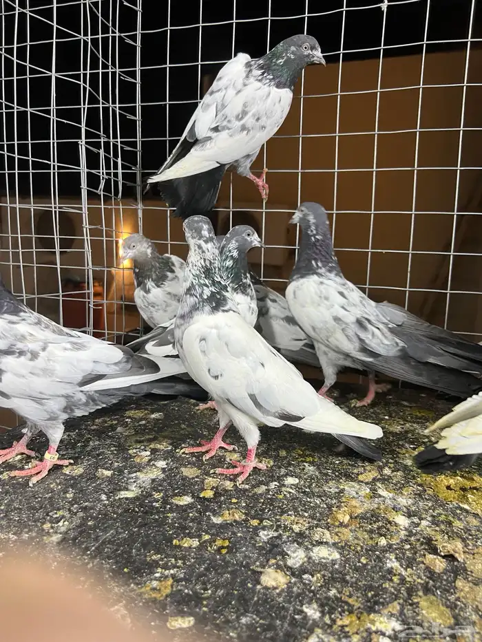 حمام باكستاني تيدي 1