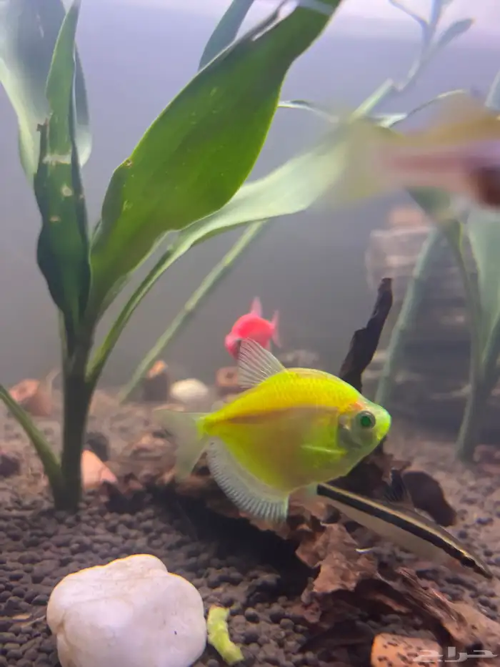 سمك زينة مشع للبيع 1