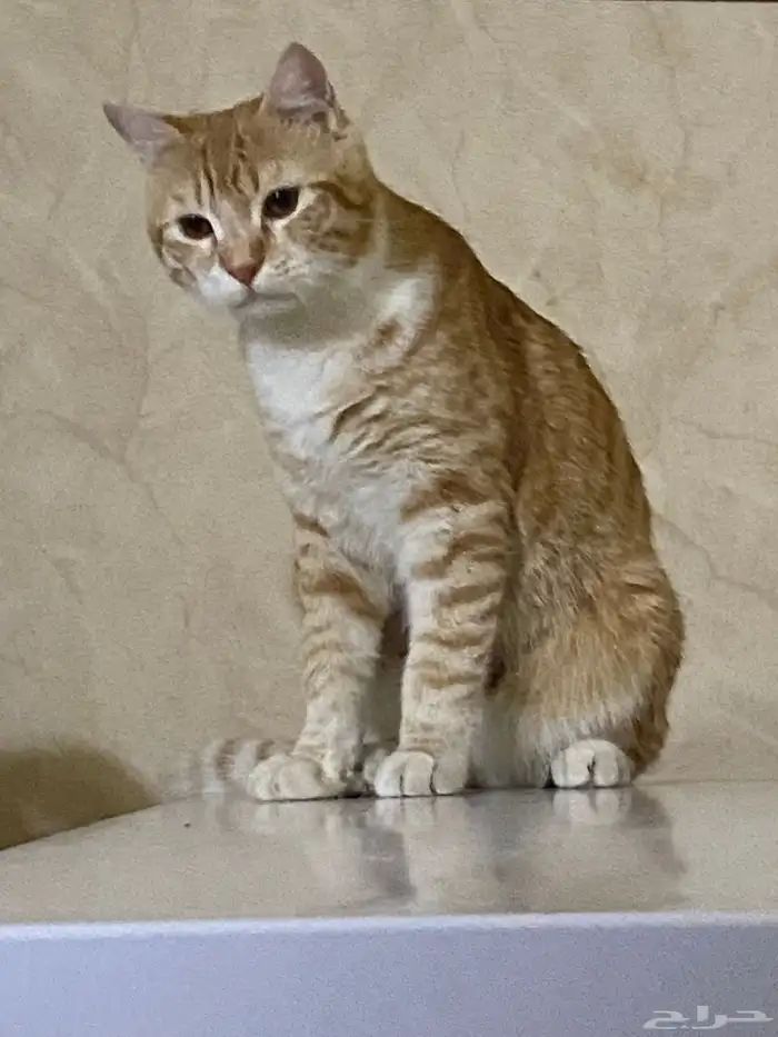 قطه ذكر جميل 1