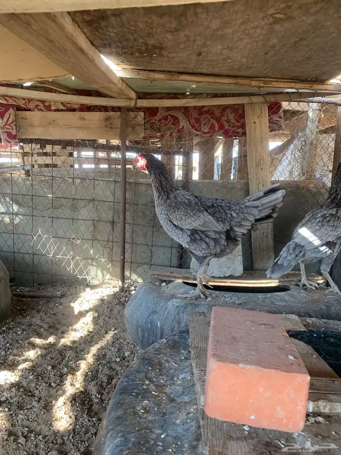 للبيع دجاج باكستاني ثلاث دجاج واحد ديك 6