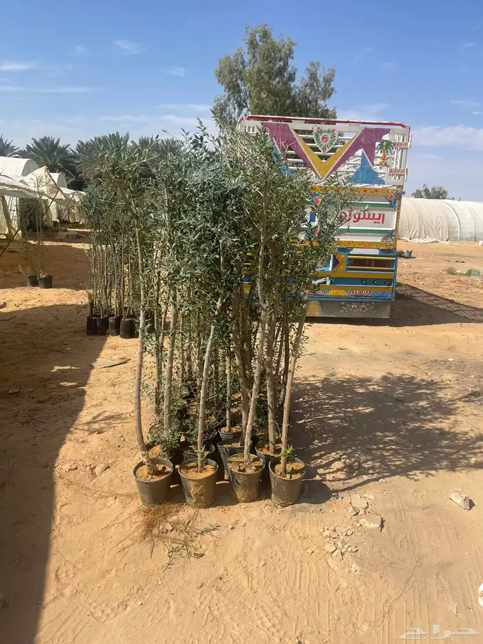 اشجار زيتون 9