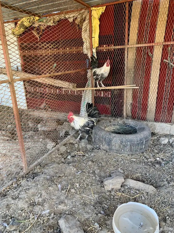 ديوك فيومي 3