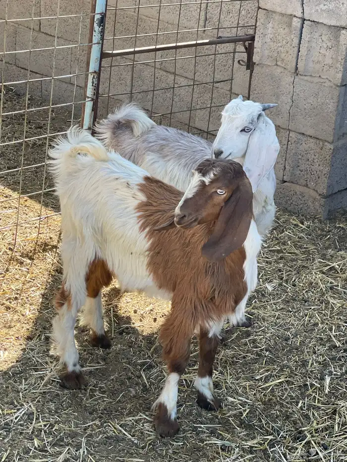 بهم حري وتيوس 26