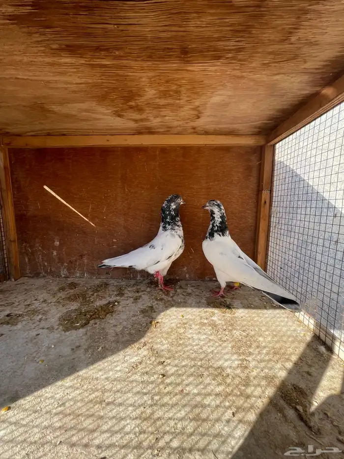 زوج باكستاني منتج 4