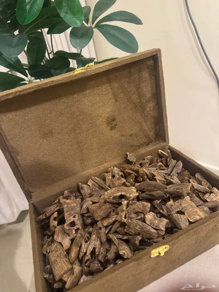 عود الكينام الفاخر 0