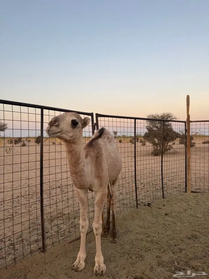 قعود لباني على الحليب 2