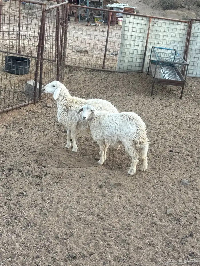 رخال للبيع تم البيع 1