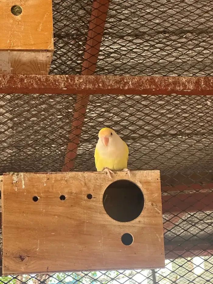 روز عيون حمر منتج 12