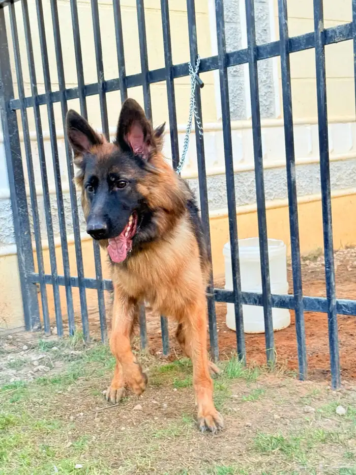 كلاب جيرمن 1