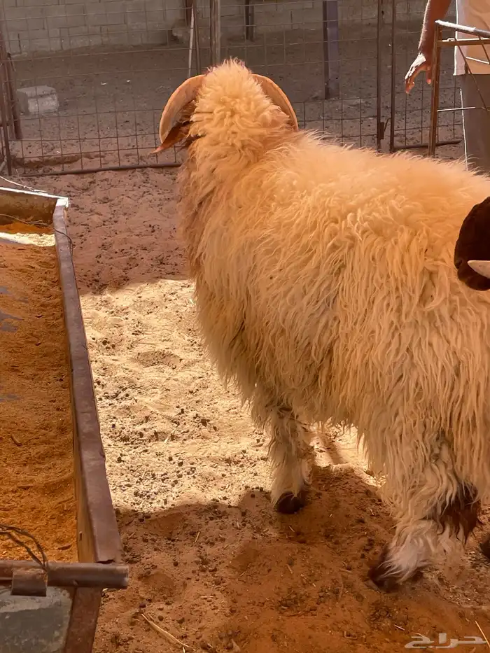 طليان نعيم جبر وسمين 3