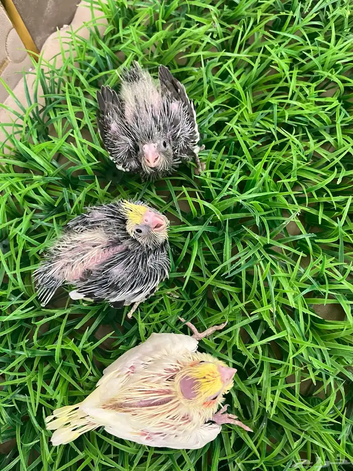 فروخ كروان 1