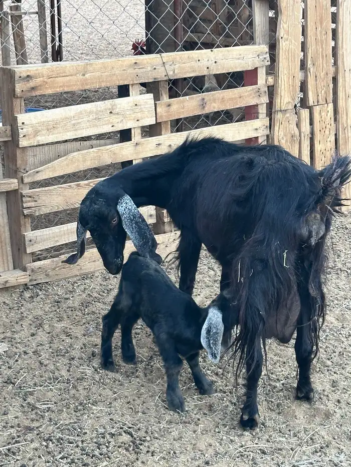 مسوي عليها تيس 3