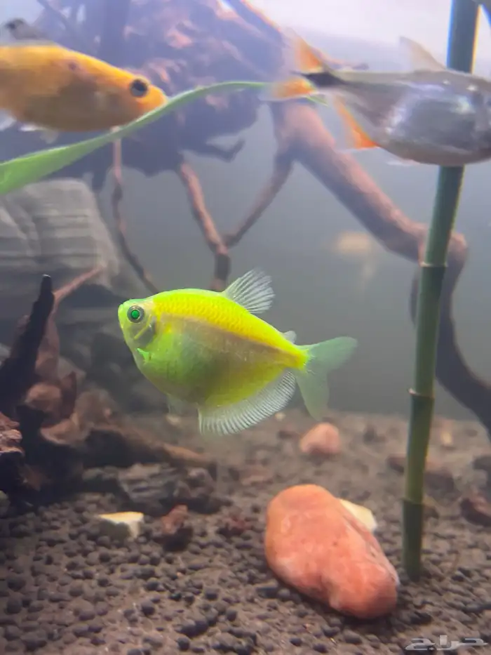 سمك زينة مشع للبيع 2