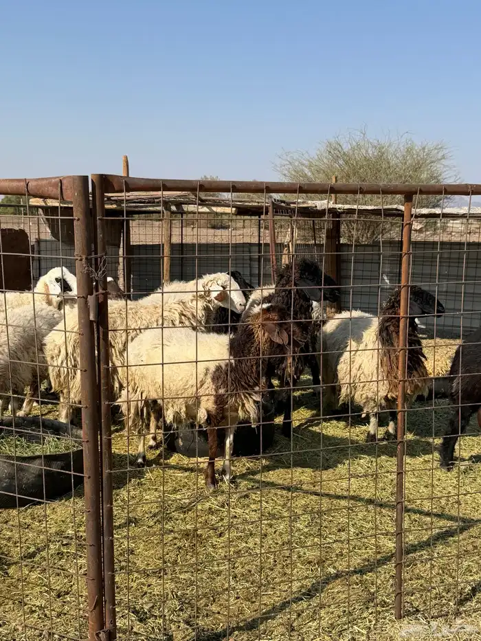 ضان نعيم دفيع بفحلها 6