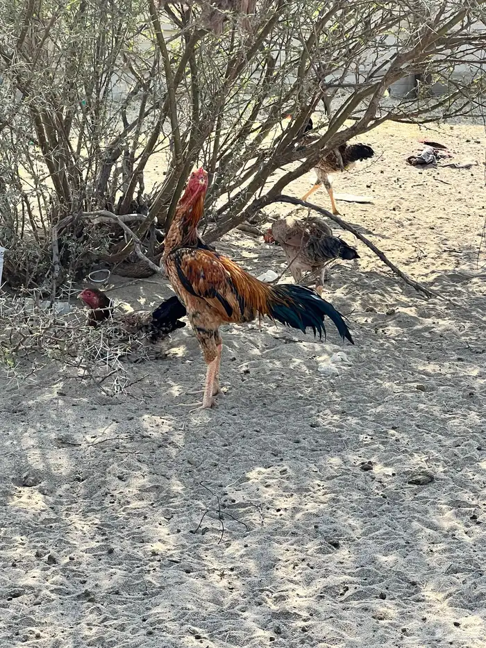 دجاج باكستناني 11