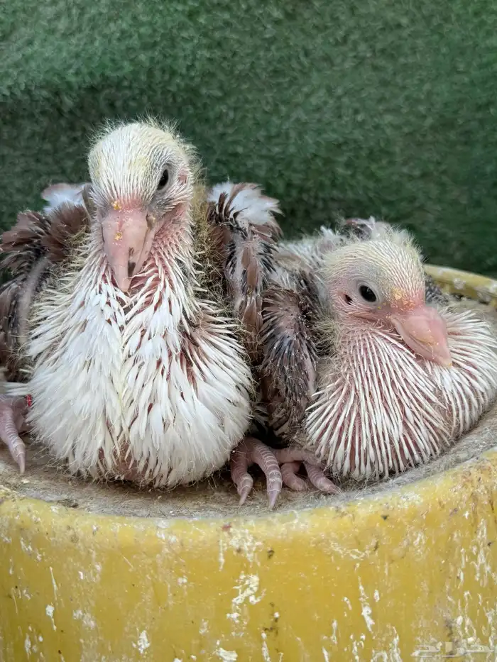 جوز مكتف فاخر 1