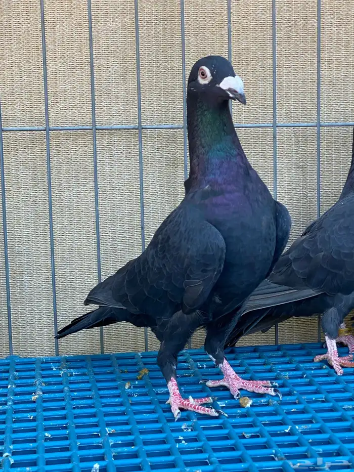 زاجل ابيض واسود 7