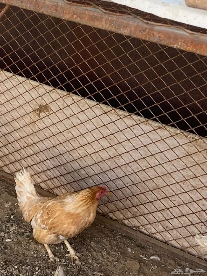 دجاج للبيع 2