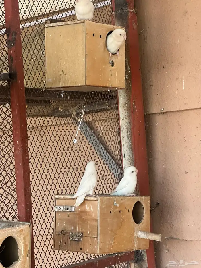 روز عيون حمر منتج 13