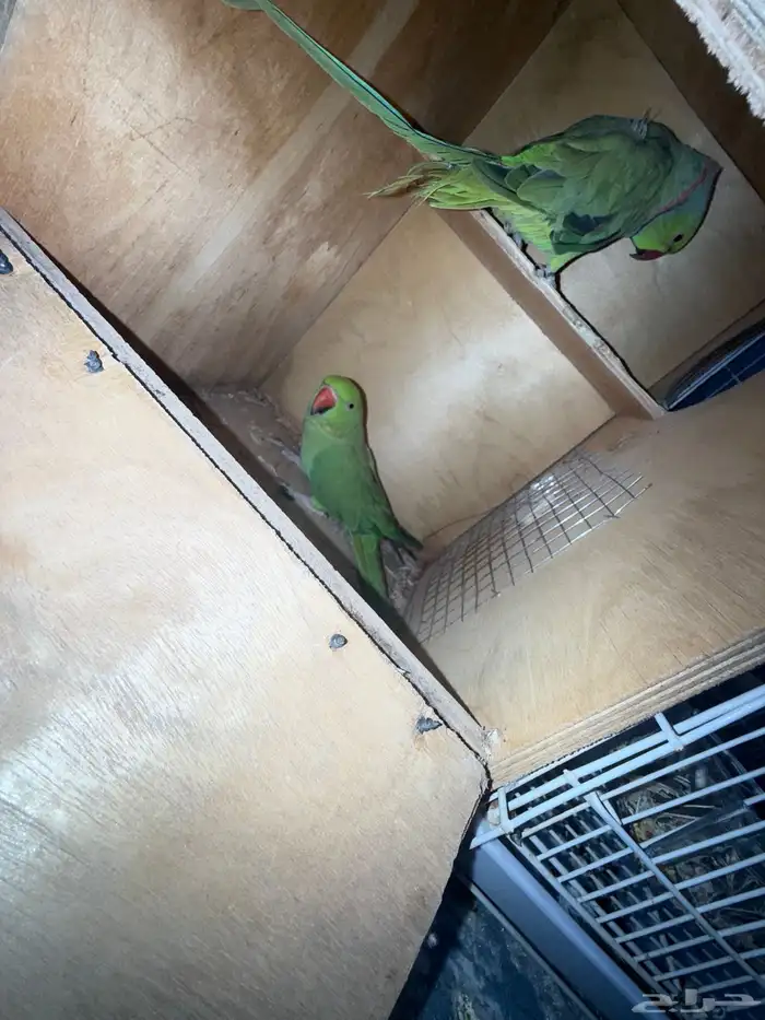 جوز دره جاهز للانتاج 1