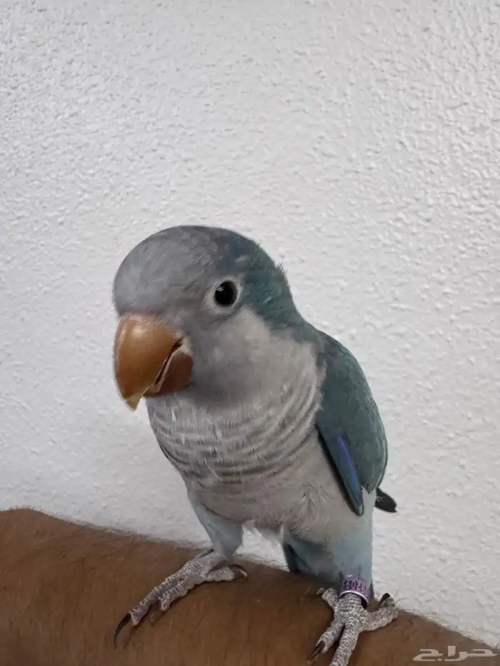 ترويض و فندقة ببغاوات خبرة 11 سنة 16