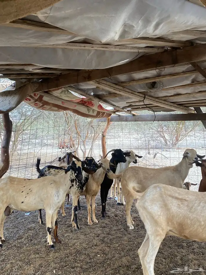 معزاء بيشيات بنات بعض 2