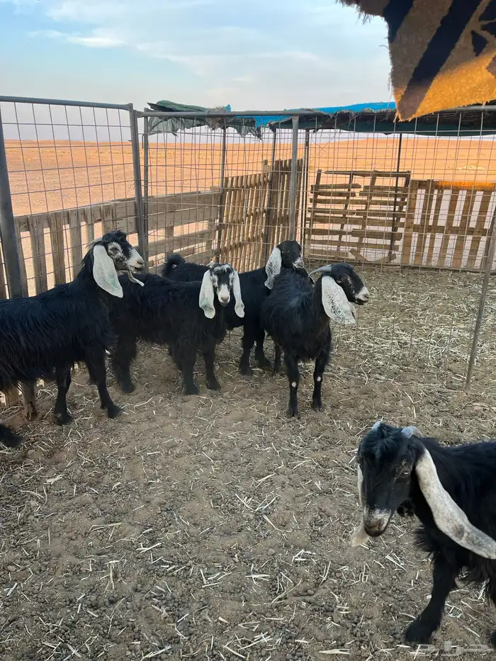 معزاء مضاريع 1